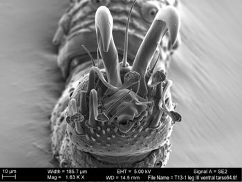 Media type: image; Invertebrate Zoology 131275